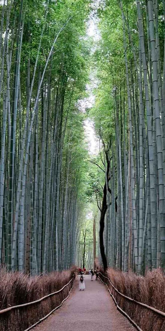 Floresta de Bamboo