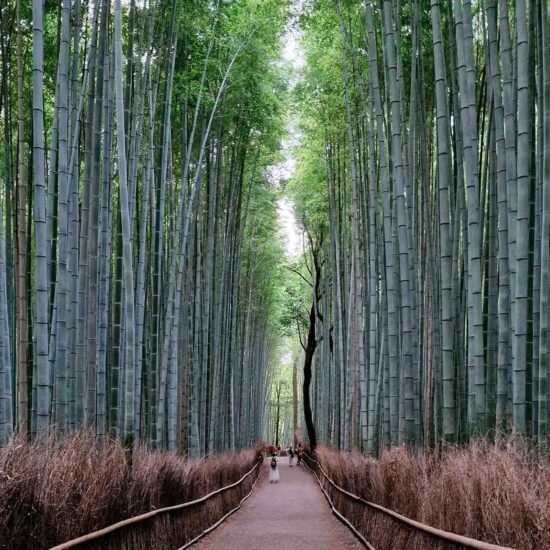 Floresta de Bamboo